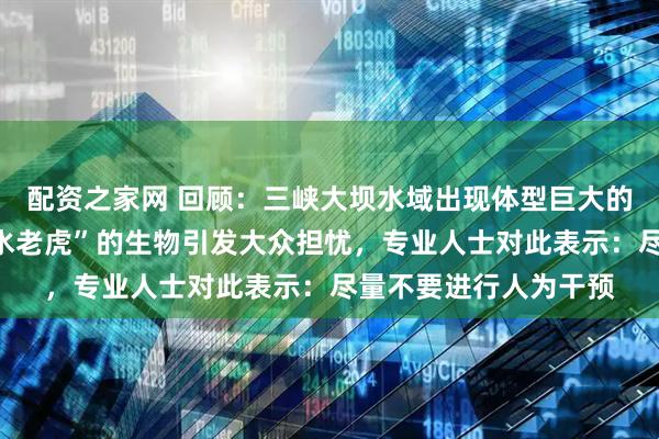 配资之家网 回顾：三峡大坝水域出现体型巨大的鱼类，大批被称为“水老虎”的生物引发大众担忧，专业人士对此表示：尽量不要进行人为干预